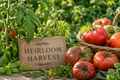 Heirloom Harvest